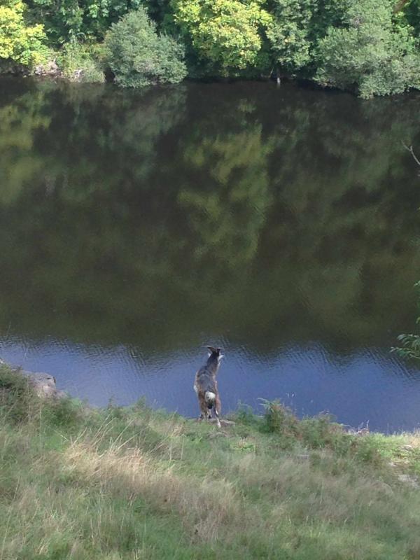 uploadsphotoheerlijk natuurlijk gelegen woning in een treinstationnetje met groot natuurzwembad i5