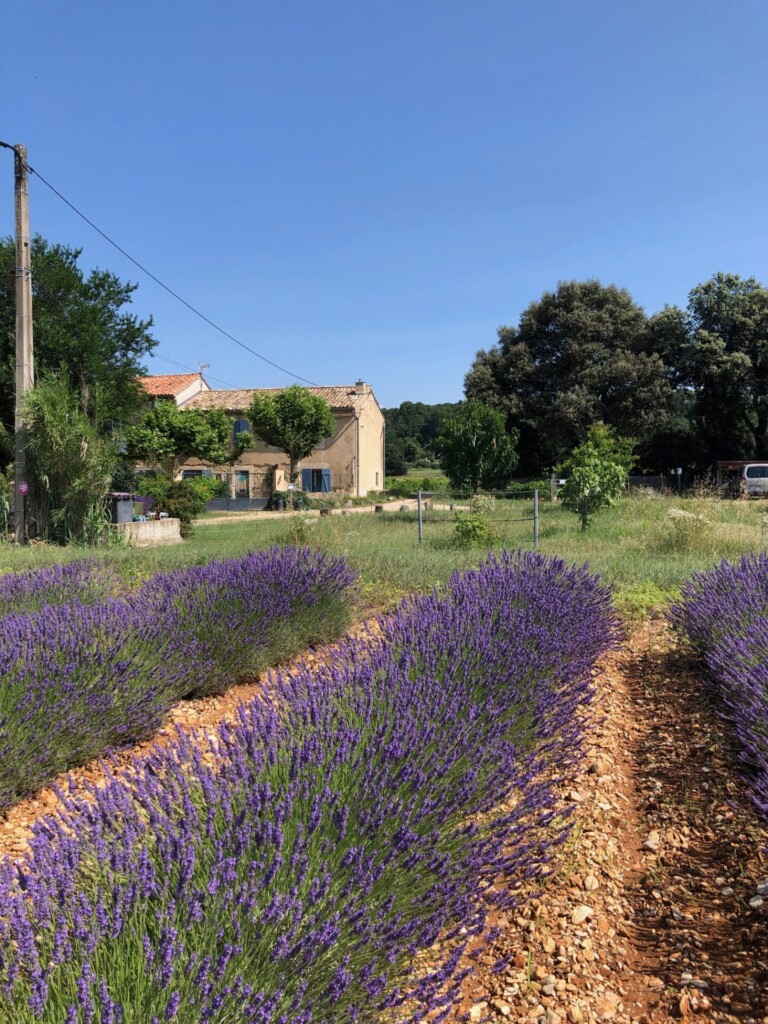 lavendel 768x1024