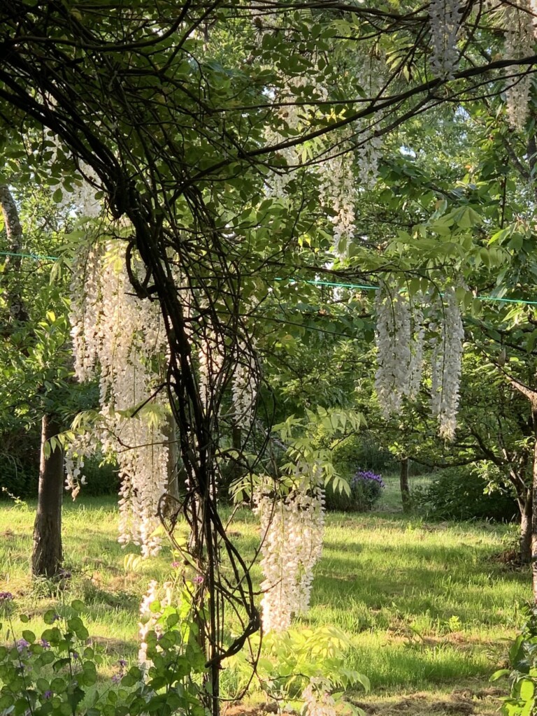 IMG 1424 768x1024