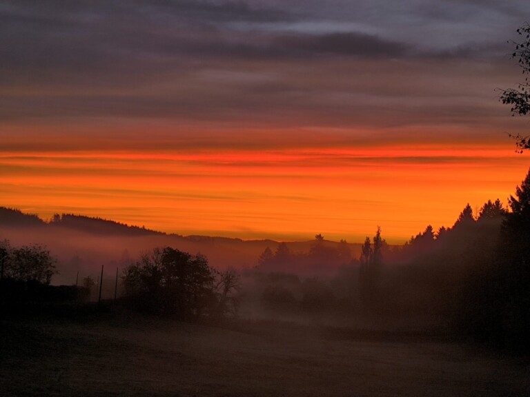 IMG 20251031 070534 768x576