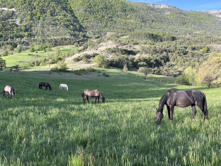 44 Horses 768x576