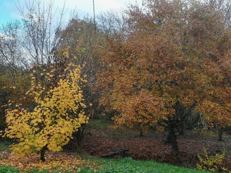 herfst 768x576